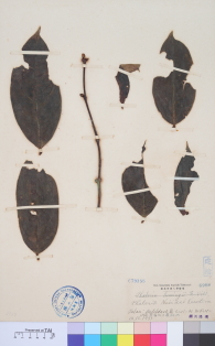 Specimen thumbnail